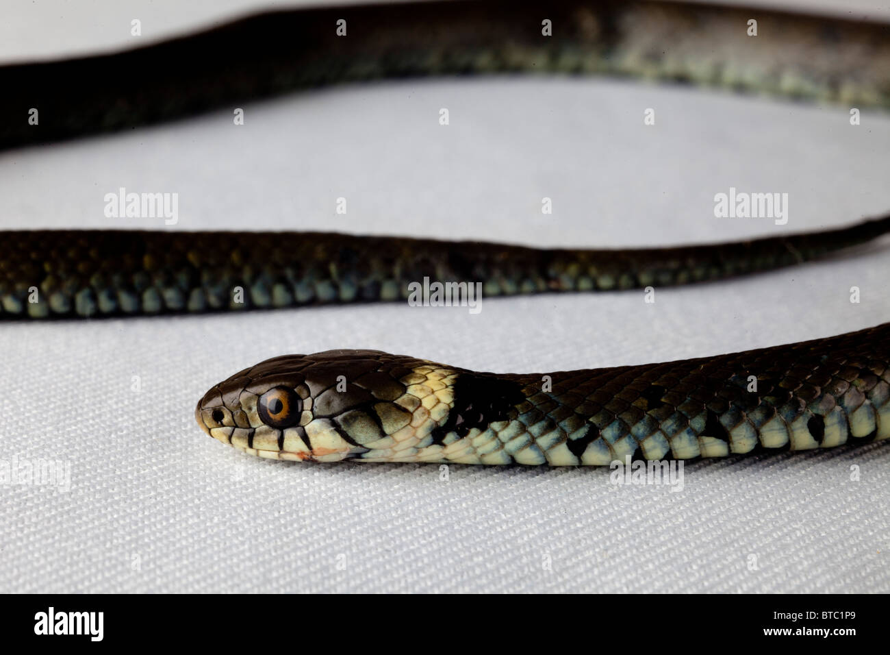 Grass Snake Playing Dead / Ringelnatter stellt sich tot 