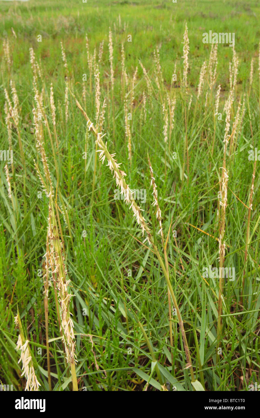 Common cord grass, Spartina anglica, Saltmarsh, Poole harbour Dorset UK. July. Stock Photo
