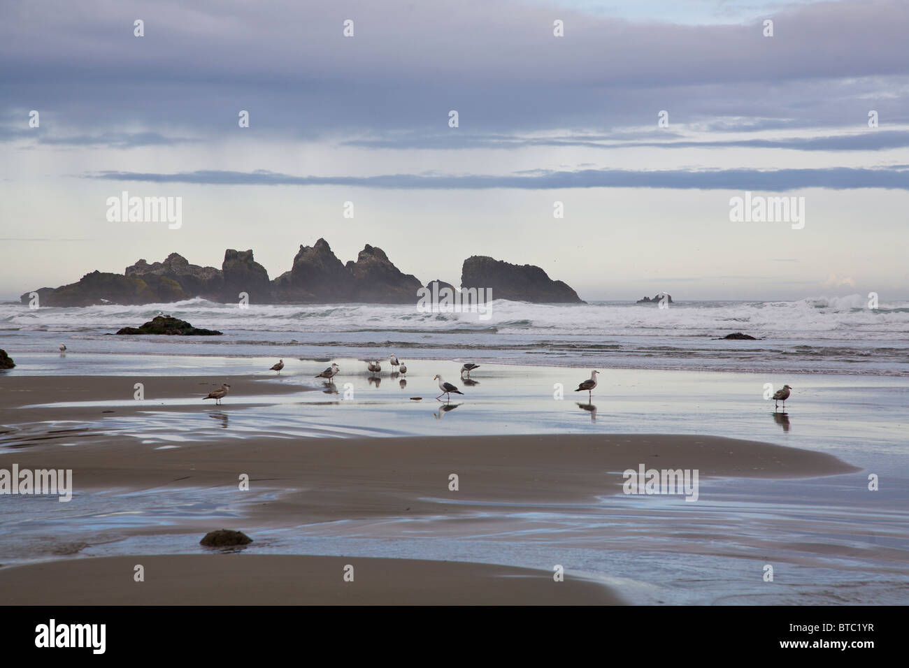 Birds on the baech at low tide at Bandon Beach with seastacks on the Pacific Ocean coast of Bandon Oregon Stock Photo