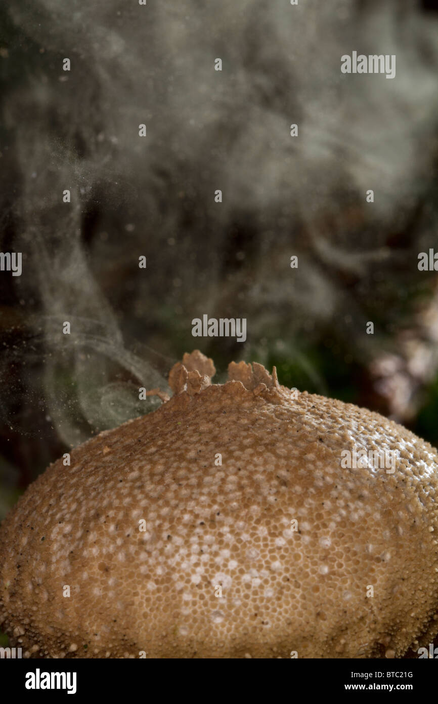 Mature stump puffball (Lycoperdon pyriforme) emitting spores Stock Photo