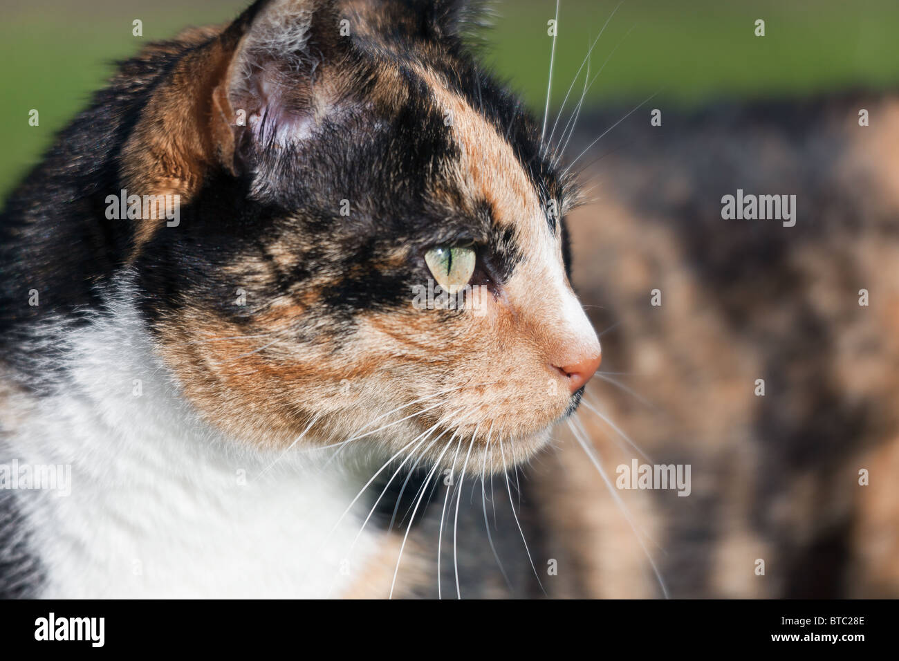 Closeup head shoulders tortoiseshell female cat Stock Photo Alamy