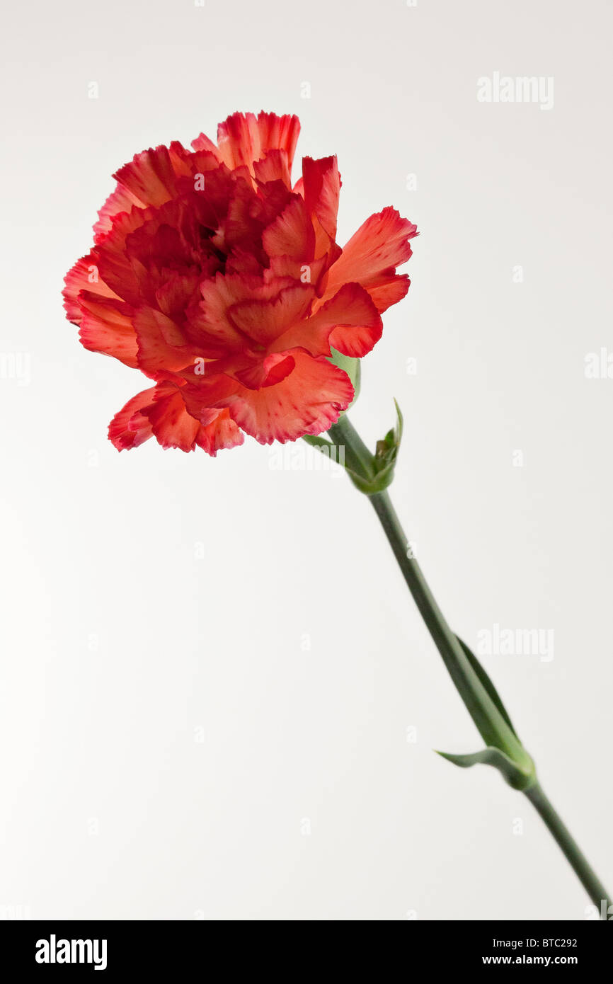 Beautiful Red Carnation Isolated On White Background Stock