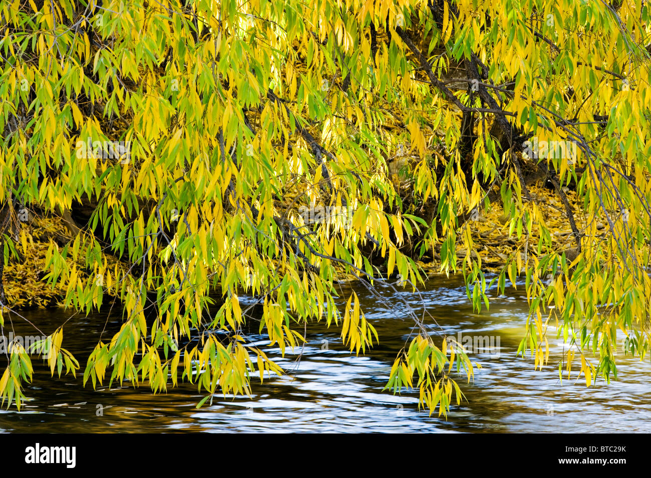 Narrowleaf Cottonwood tree, Willow Family, growing along the banks of