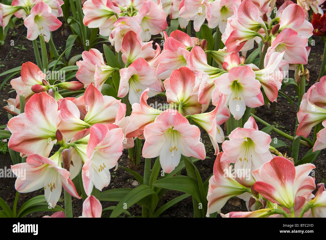 Amaryllis Flower Eden Project United Kingdom Stock Photo