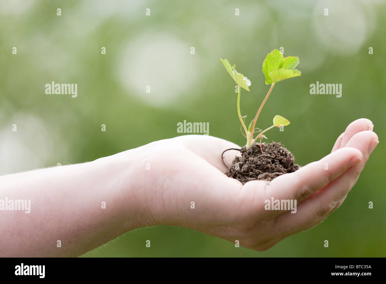 Plant in hand Stock Photo