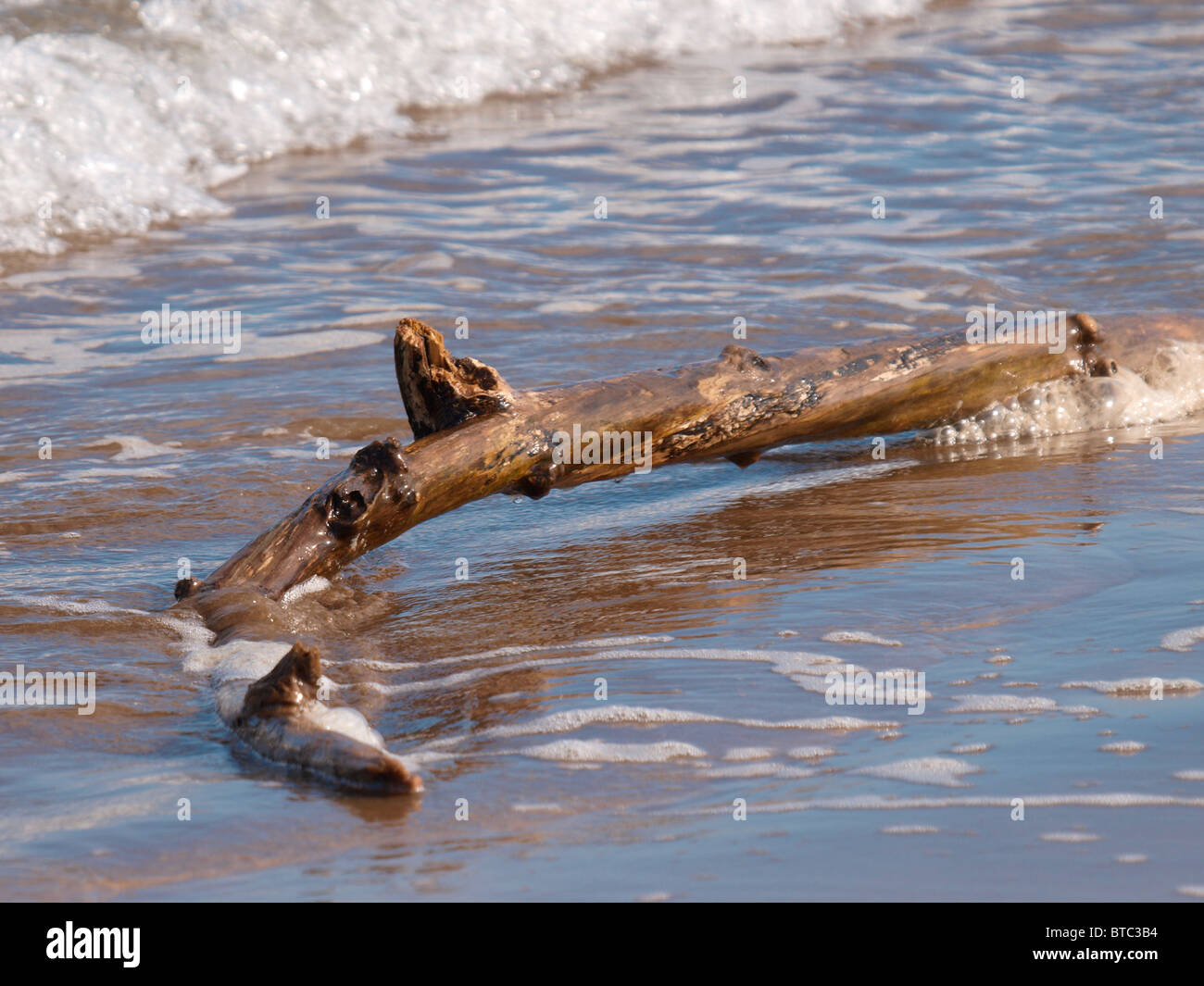 Washed up log, Cornwall, UK Stock Photo