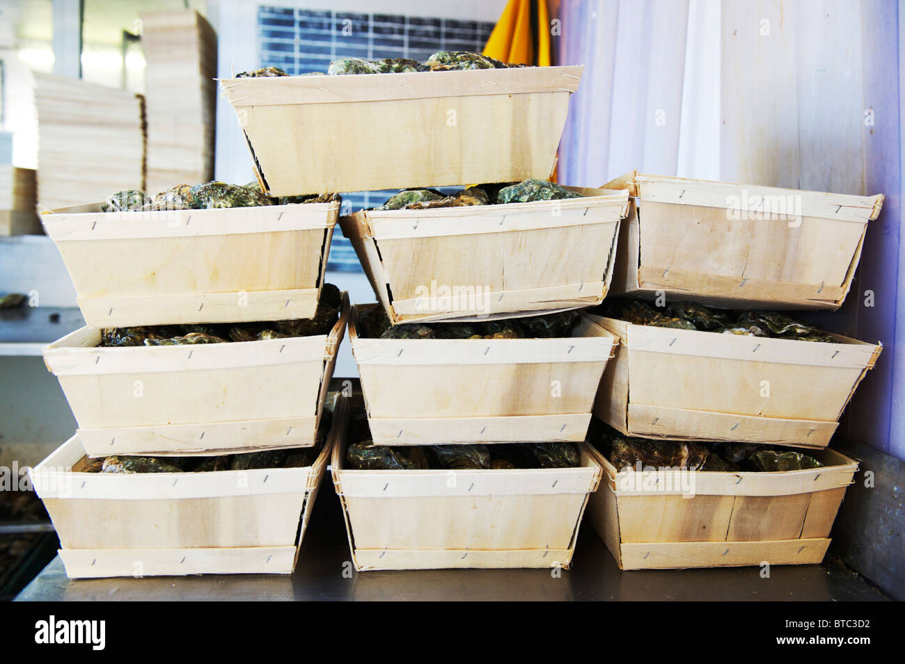 boxes of colchester native oysters freshly caught and ready for the fish market Stock Photo