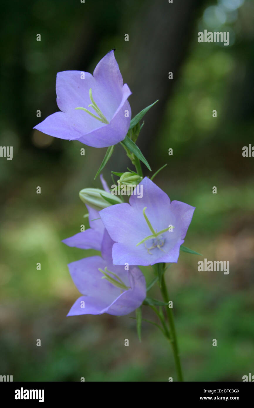 campanula bellflower in the Alps Italy Stock Photo