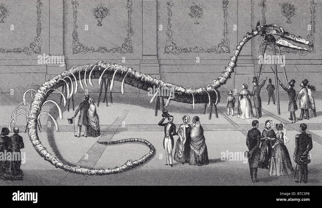 114 feet long skeleton of fake sea serpent Hydrarchos harlani put on show in New York and Boston in 1845 by Albert C. Koch. Stock Photo