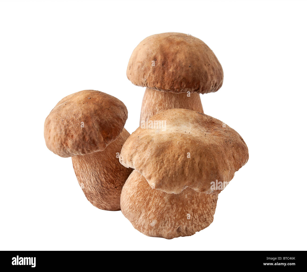 white mushroom  on white background Stock Photo