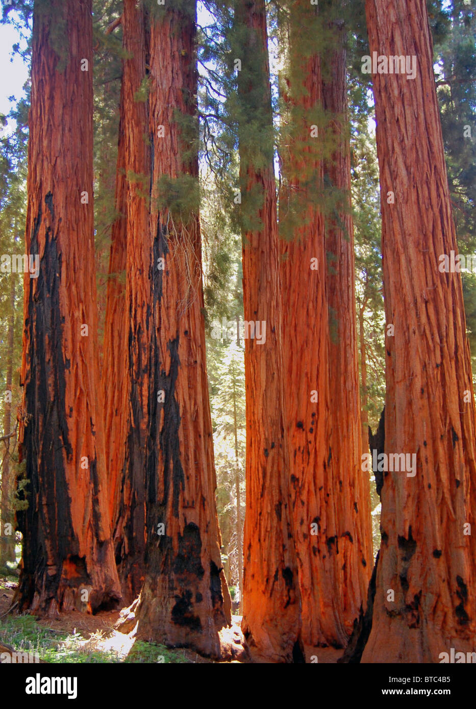 giant sequoia trees Stock Photo