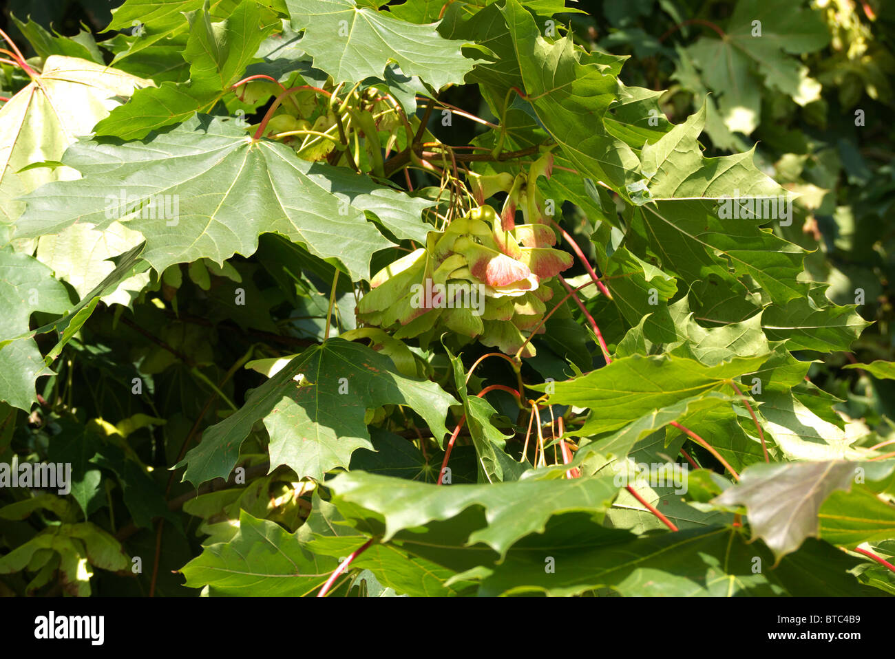The Sycamore tree in full fruit. Stock Photo