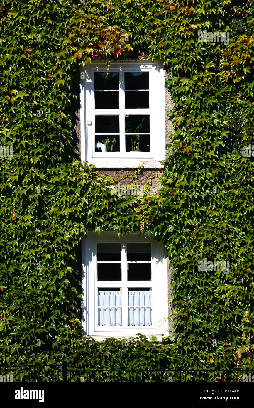 House, facade covered with ivy. Ivy growing up the wall. Stock Photo