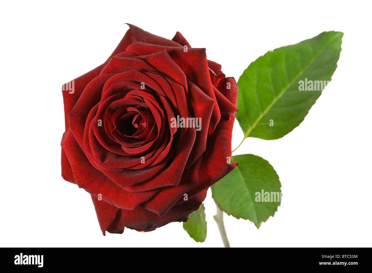 Red Rose Cut out on white Background Close up Stock Photo