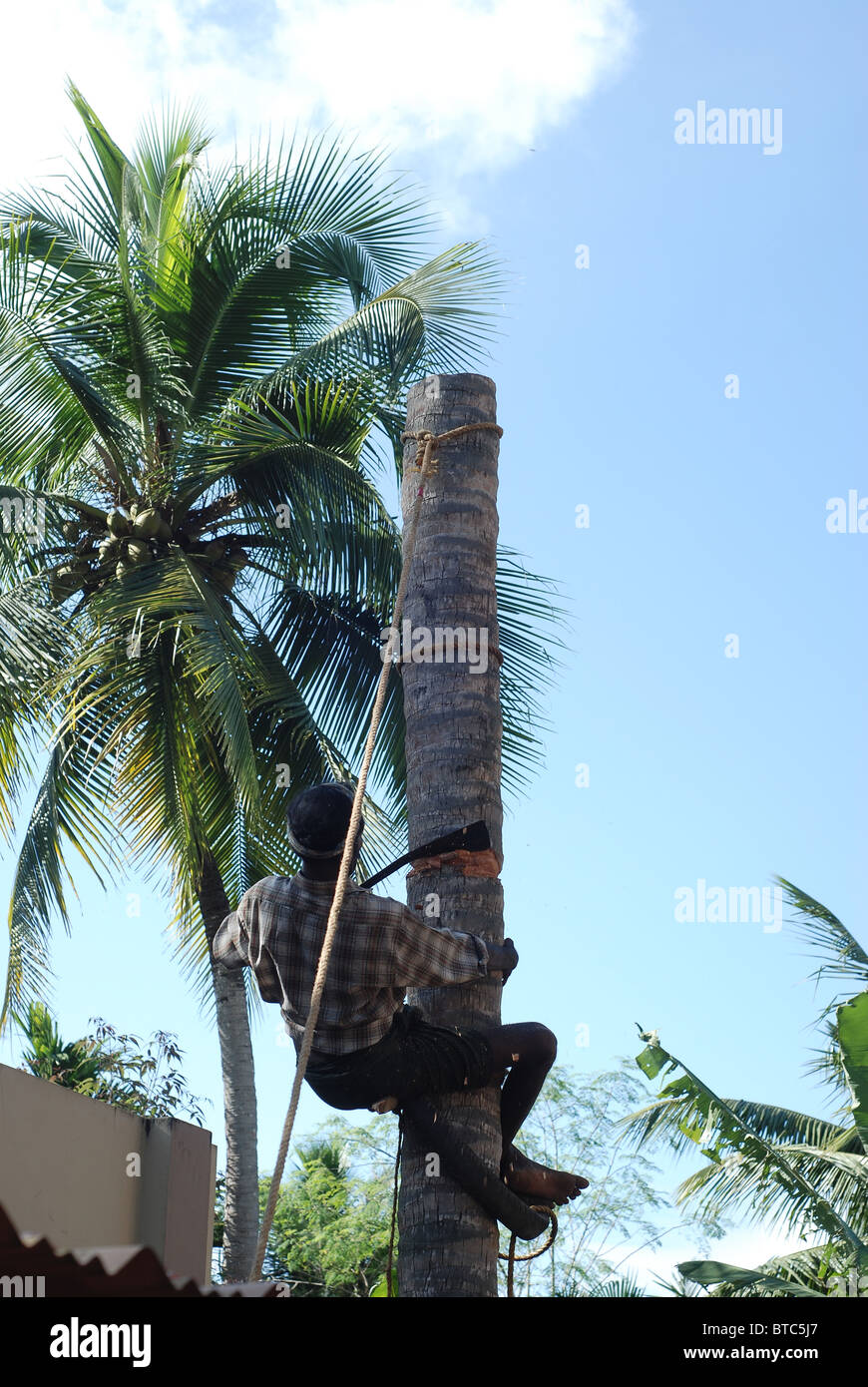 Coconut tree climbing hires stock photography and images Alamy
