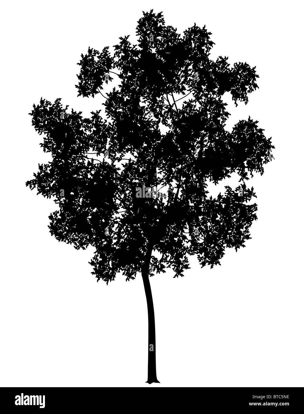 Detailed illustration of a generic tree silhouette Stock Photo