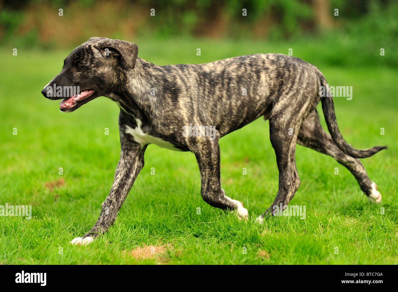 Lurcher Puppy Dog High Resolution Stock Photography and Images - Alamy