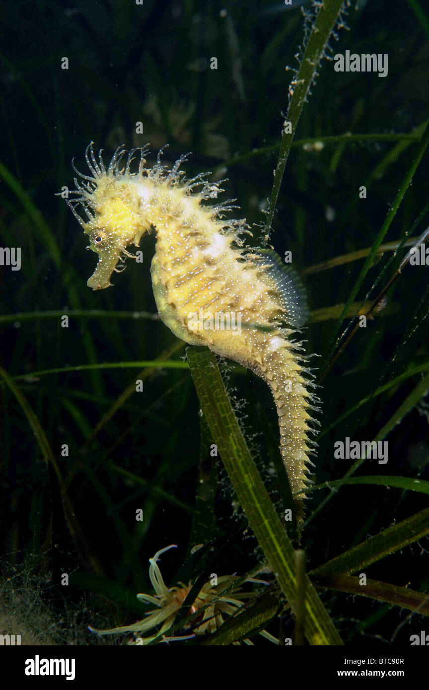 Male spiny seahorse. Hippocampus guttulatus. Amongst eelgrass, Zostera marina. Studland bay Dorset, UK August. Stock Photo