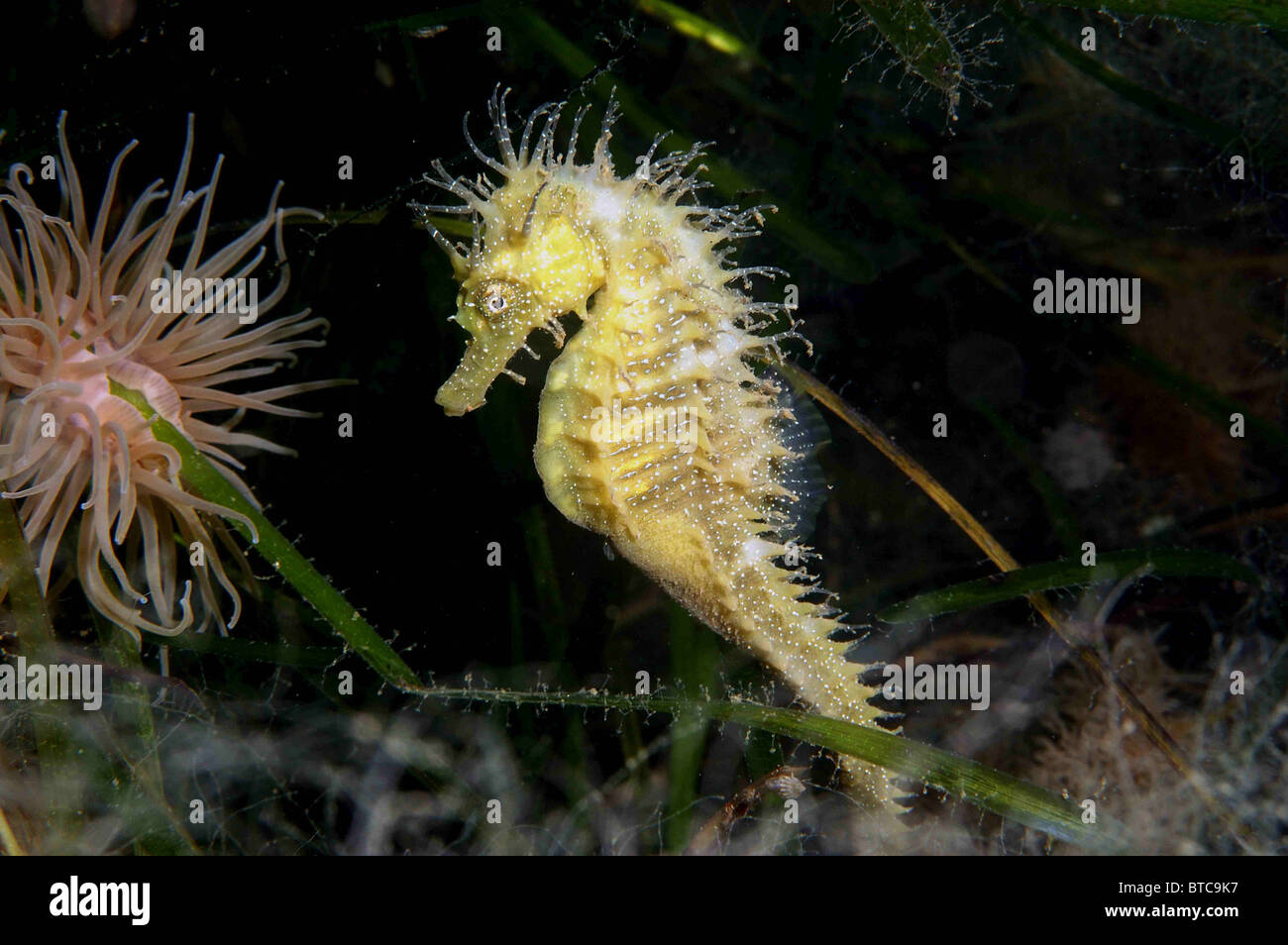 spiny seahorse. Hippocampus guttulatus, amongst eelgrass, Zostera marina. Studland bay Dorset, August. male. Stock Photo