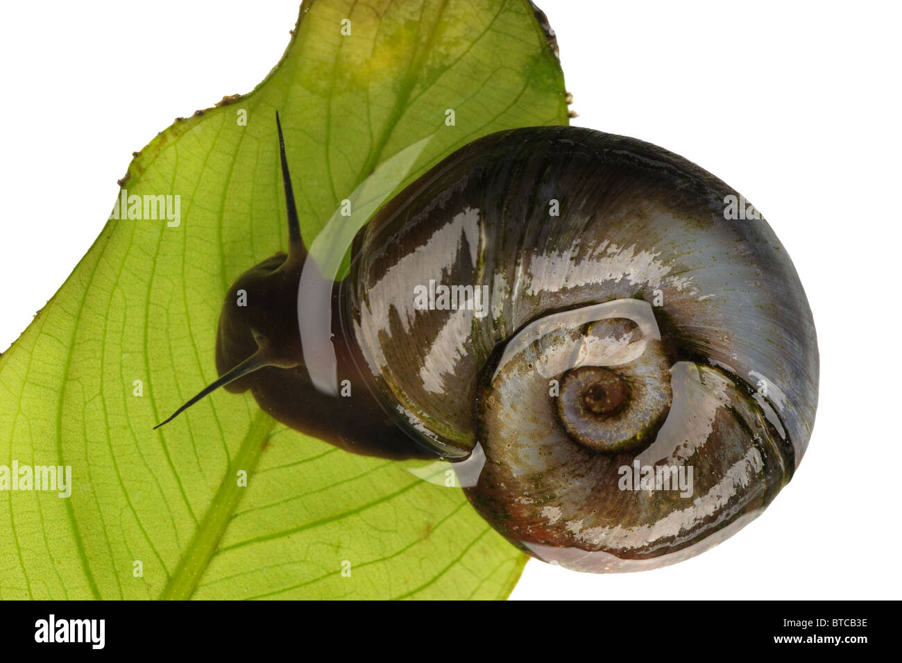 Great ramshorn, isolated Stock Photo