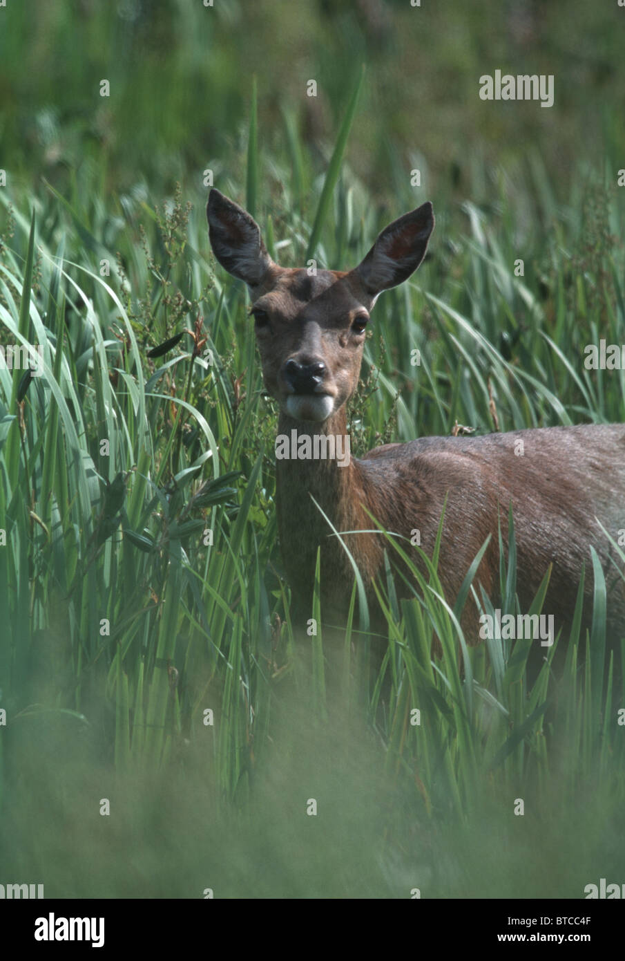 Red deer Stock Photo