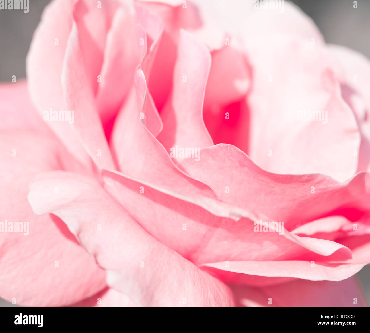 Beautiful pink rose close-up Stock Photo