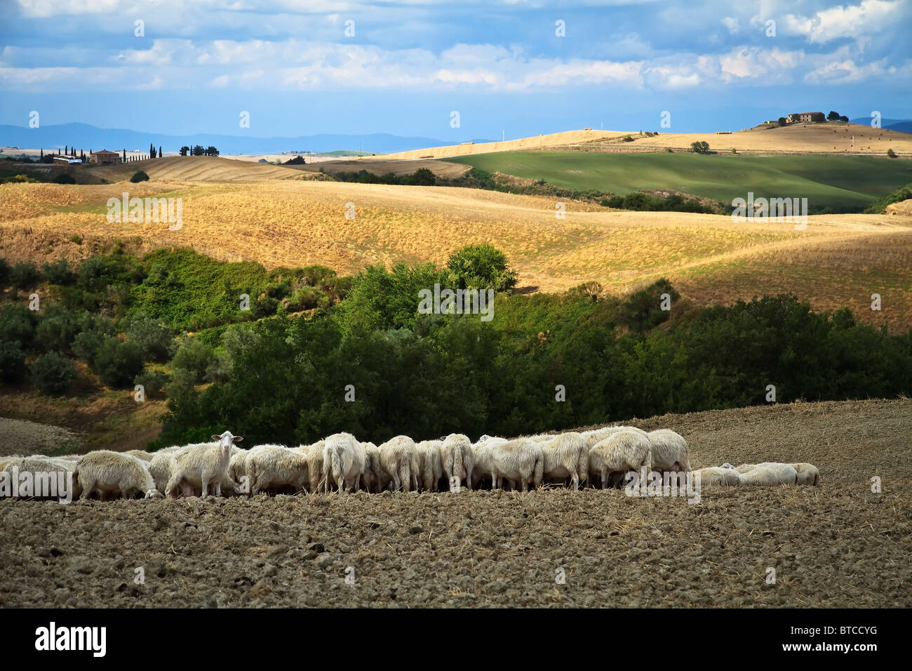Flock of grazing sheep with golden corn fields in distance late afternoon sun Tuscany Italy Stock Photo