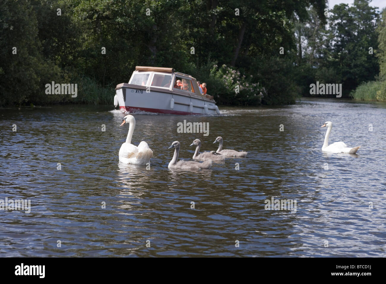 Recreational family boating in a motor cruiser, River Ant, Norfolk Broads with family of Mute Swans in attendace hoping for food Stock Photo