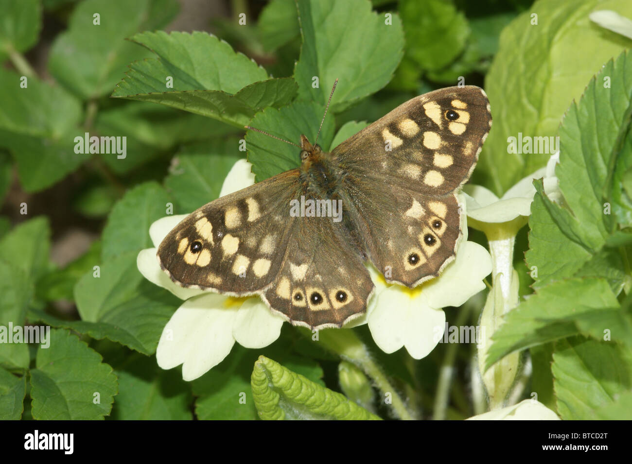 Speckled Wood  Pararge aegeria Stock Photo