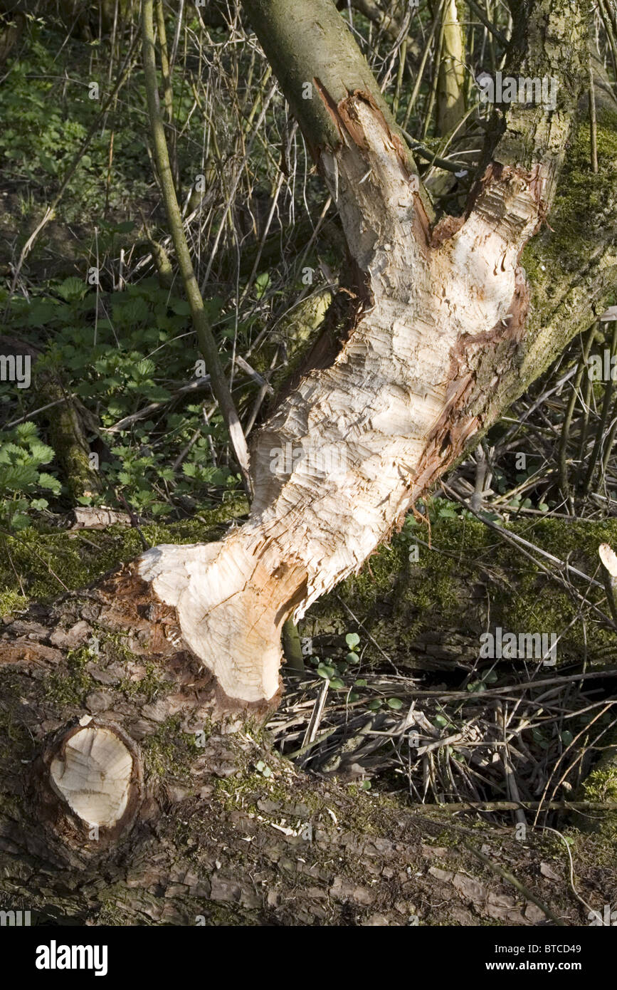 Biting tracks of European Beaver (Castor fiber) in the trunk of a willow tree, Biesbosch National Park, Netherlands Stock Photo