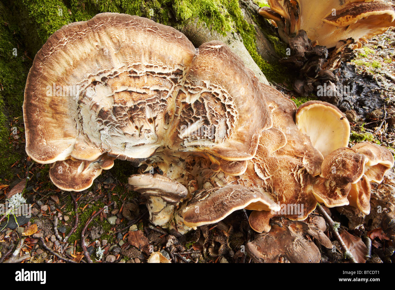 Polyporus squamosus, dryad's saddle or pheasant's back bracket fungus in a beech wood near Jedburgh in the Scottish Bordes Stock Photo
