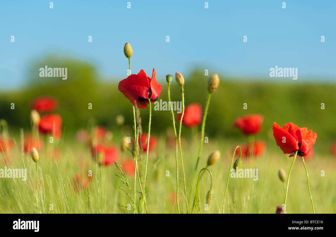 Red poppies on green wheat field under blue sky. Close-up shot. Stock Photo