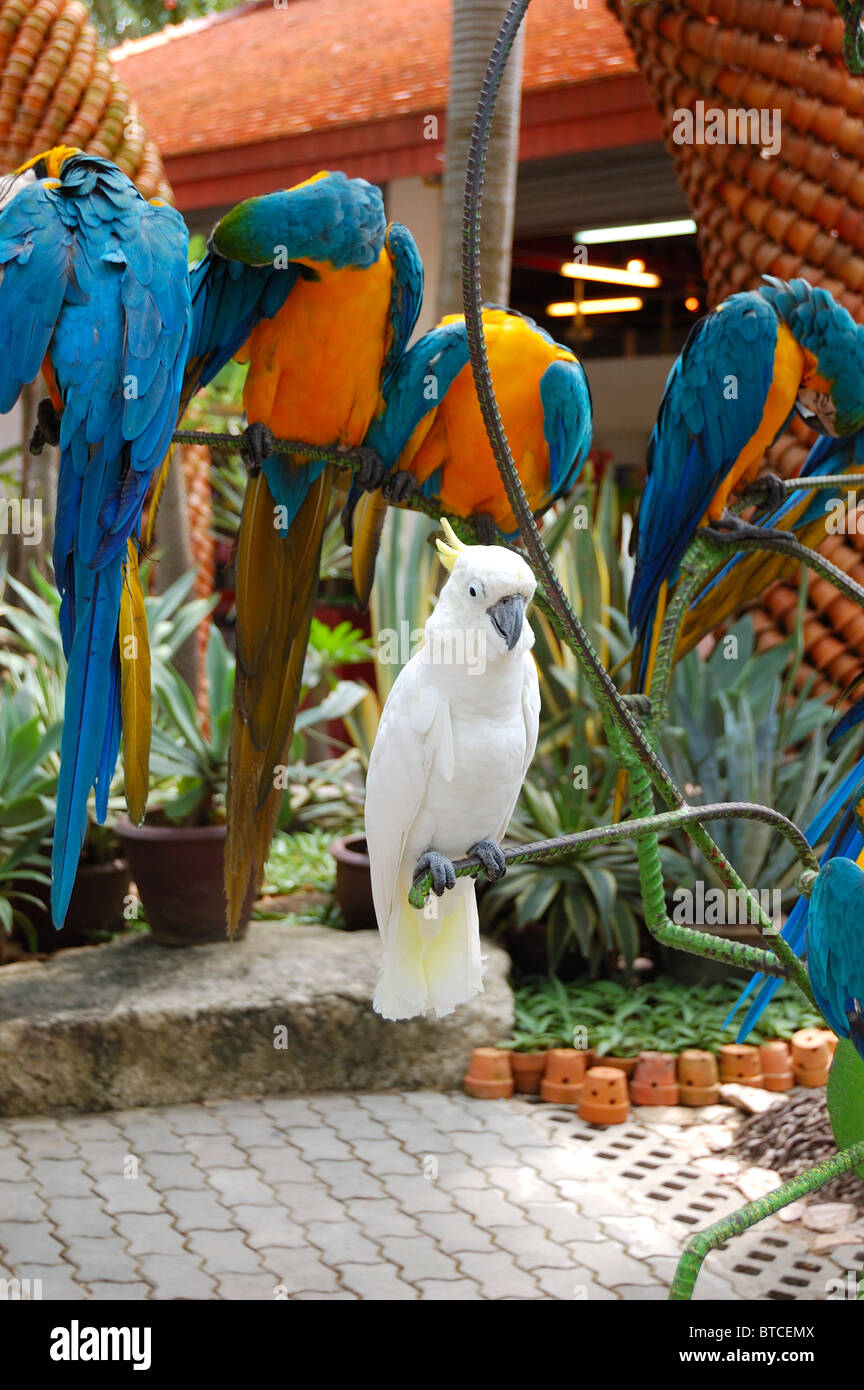 White parrot in Nong Nooch tropical garden Pattaya, Thailand Stock Photo