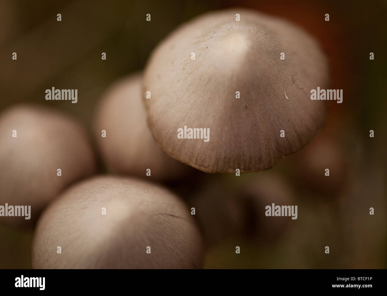 Creative image of brown caps of fungi taken with a shallow depth of field Stock Photo