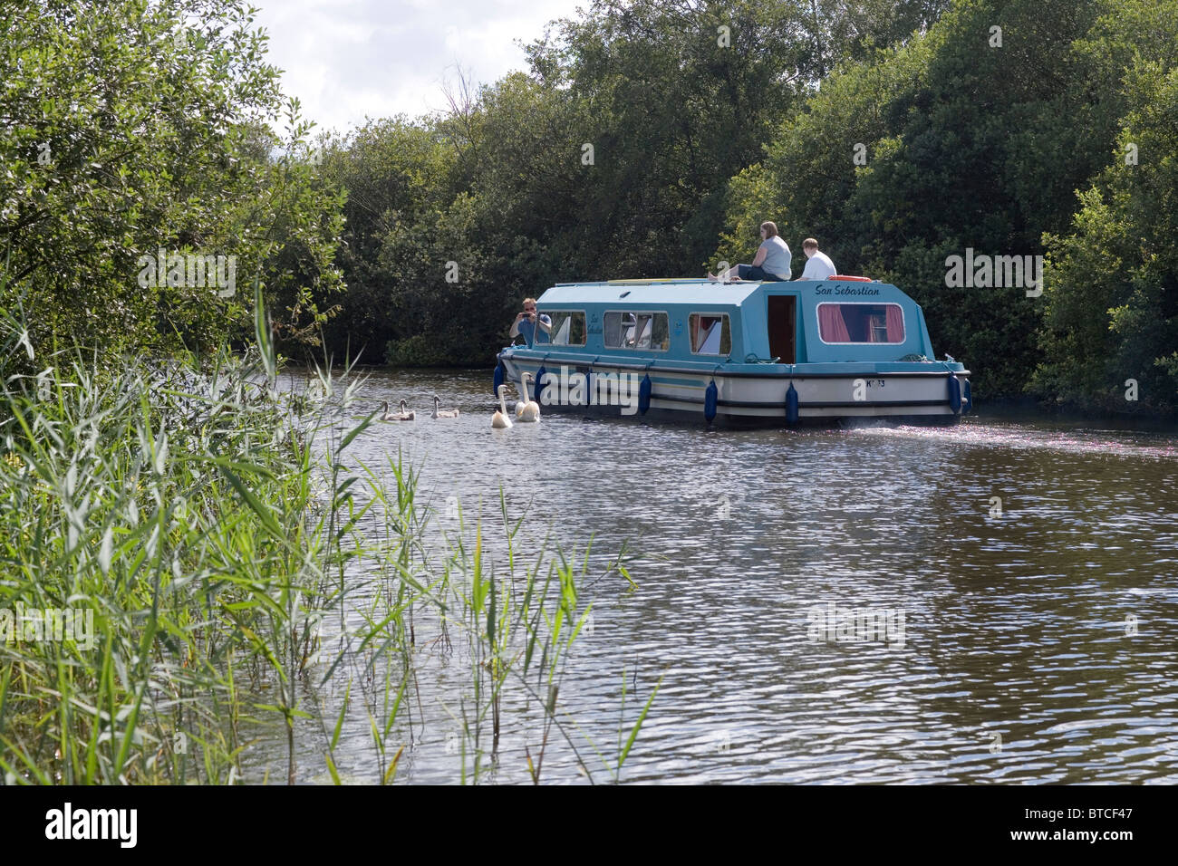 Cruiser boating holidays, River Ant, Norfolk Broads. East Anglia, UK. Mute Swan family (Cygnus olor). Stock Photo