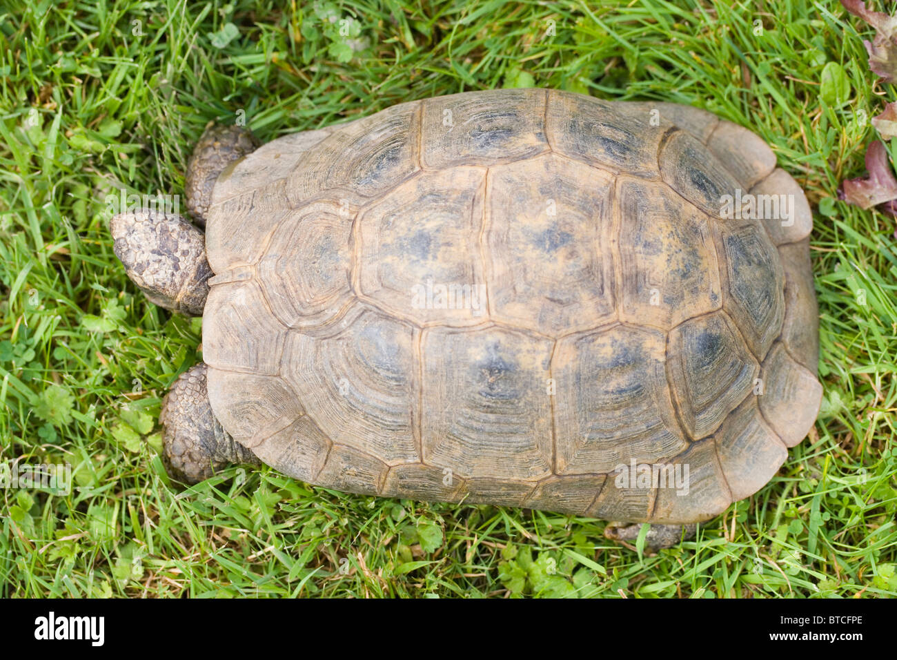 Mediterranean Spur-thighed Tortoise (Testudo graeca). Looking down on shell or carapace; dorsal view. Stock Photo