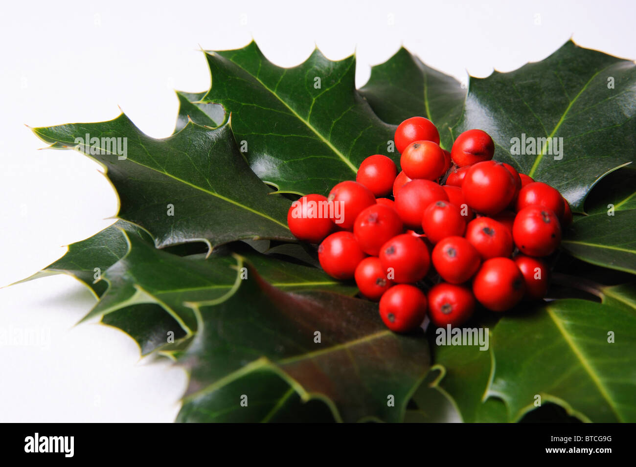 Holly decoration with berries Stock Photo