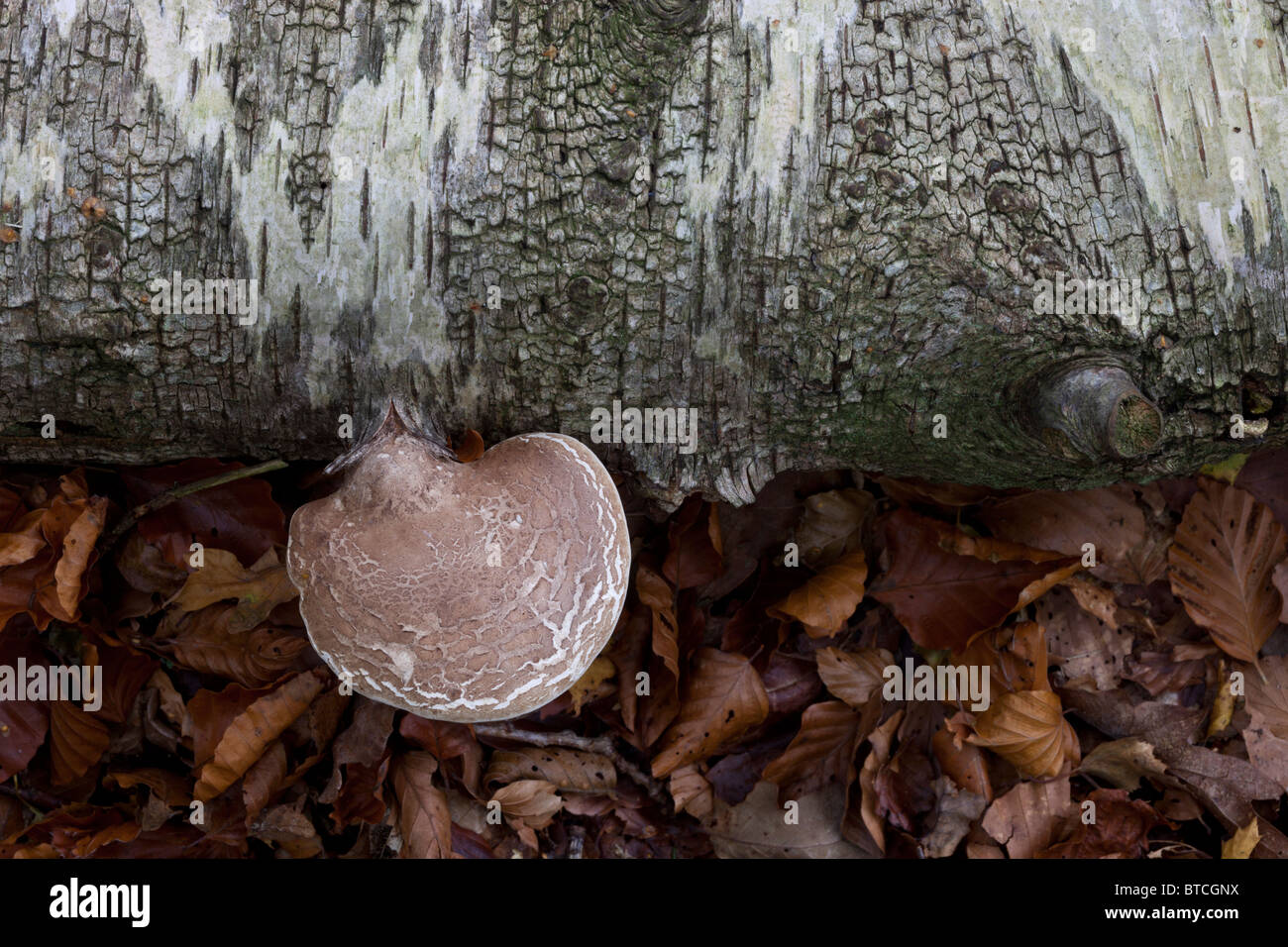 Birch Bracket fungus  (Piptoporus betulinus) on Birch Stock Photo