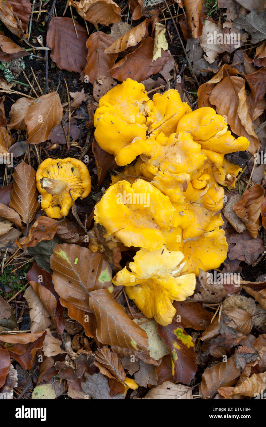 Edible mushrooms scotland hires stock photography and images Alamy
