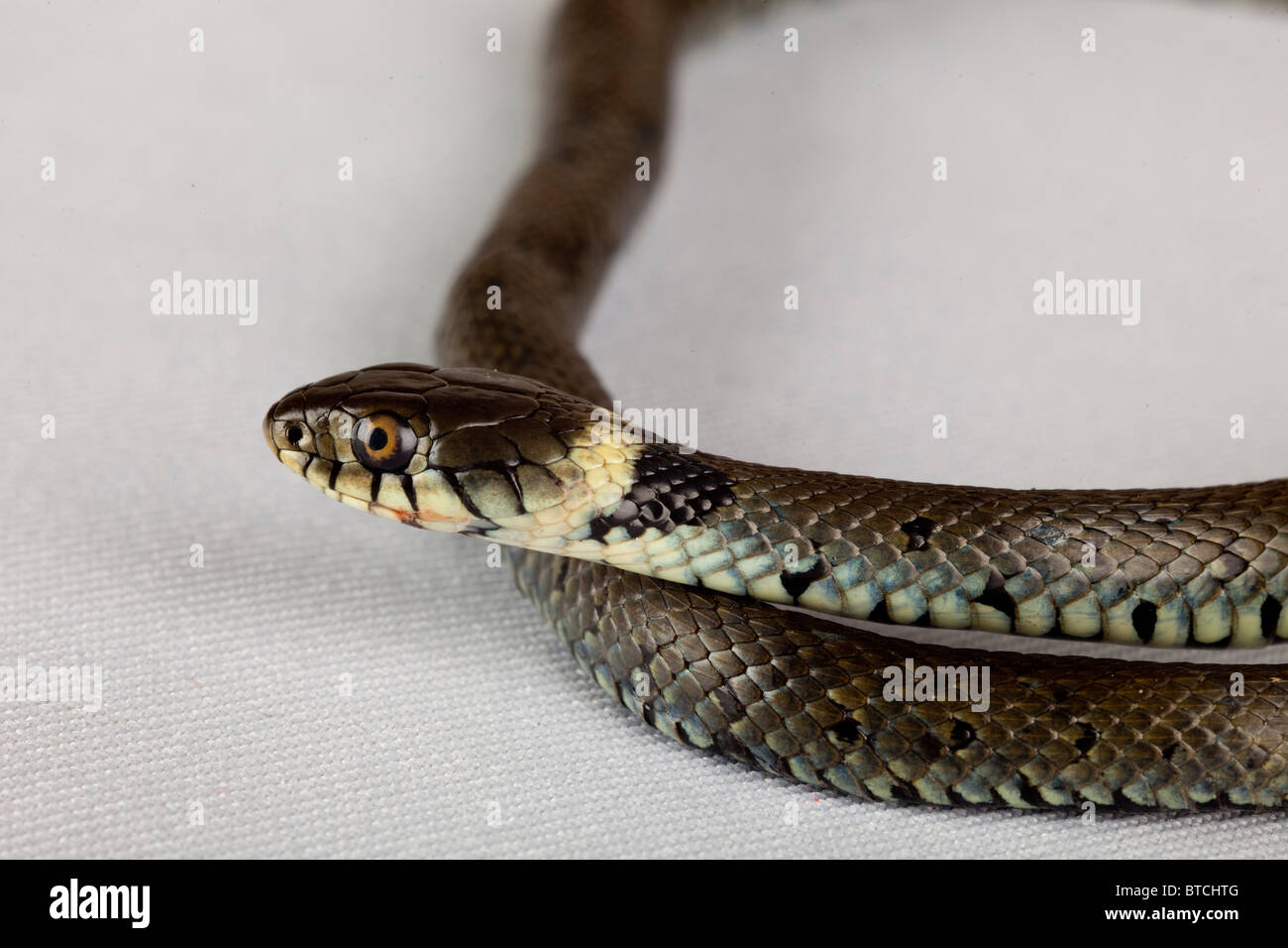 Grass snake playing dead hi-res stock photography and images - Alamy