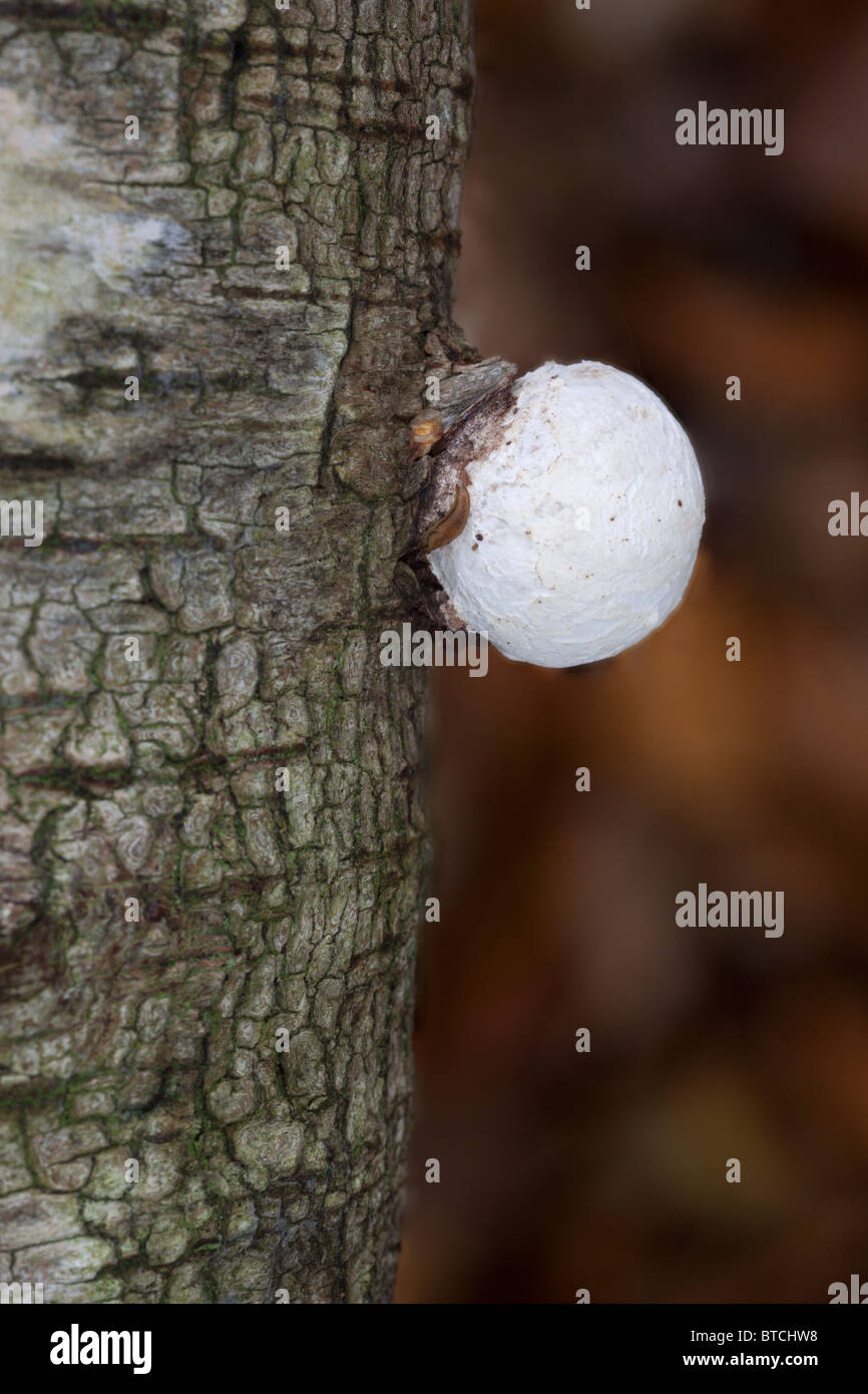 Young Birch Bracket fungus  (Piptoporus betulinus) on Birch Stock Photo