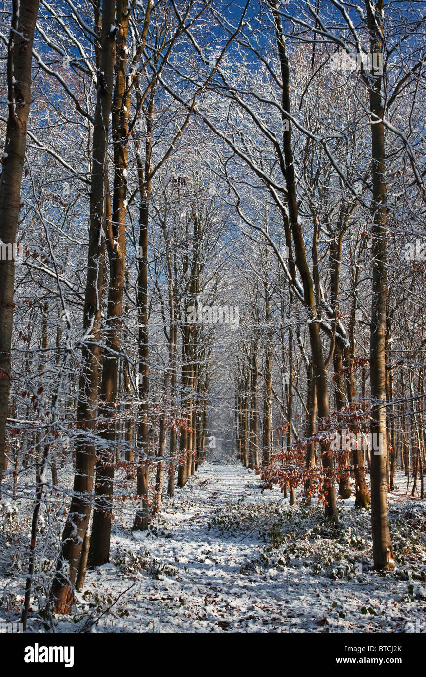woodland in snow Stock Photo - Alamy