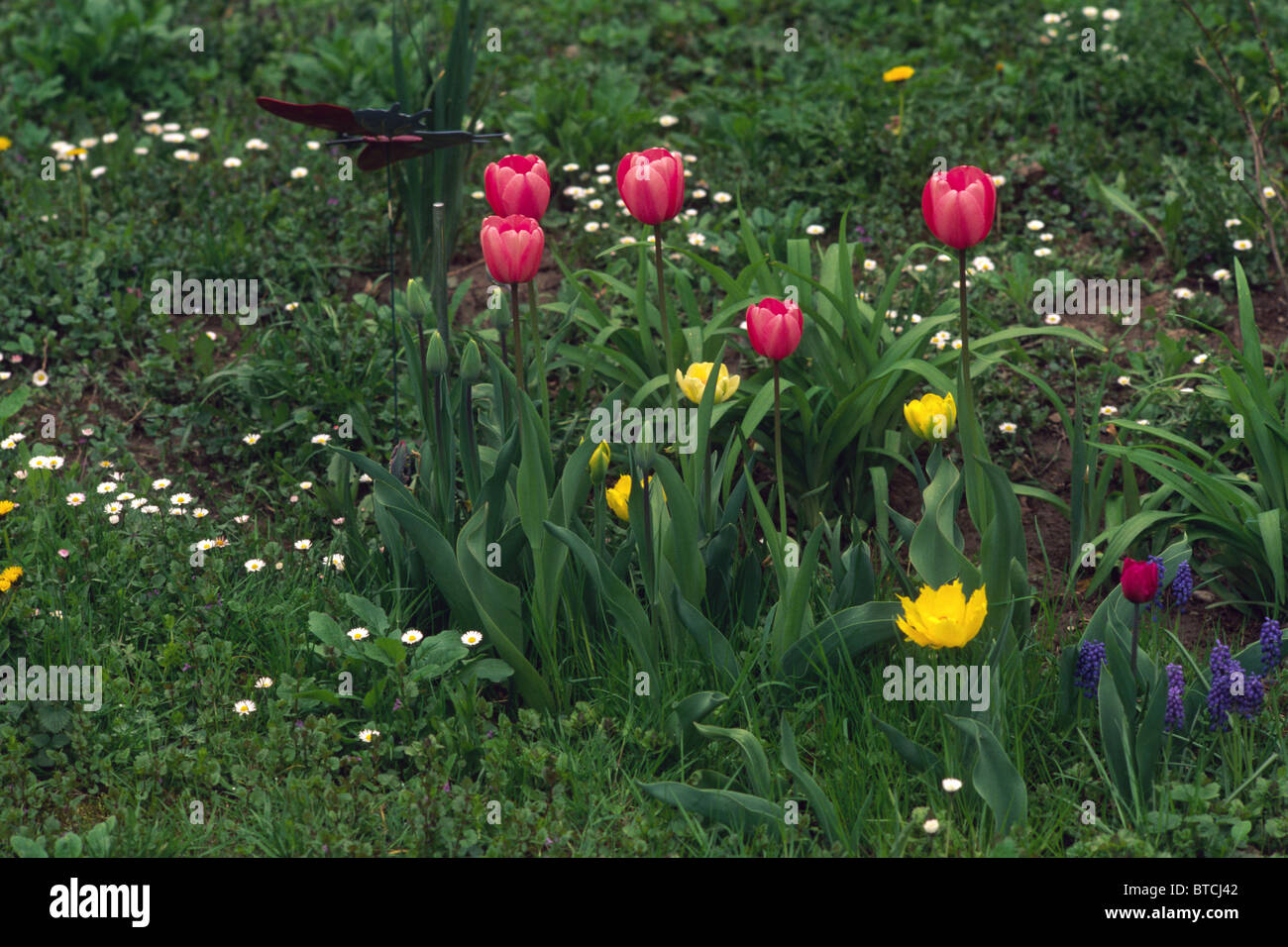Spring flowers Stock Photo