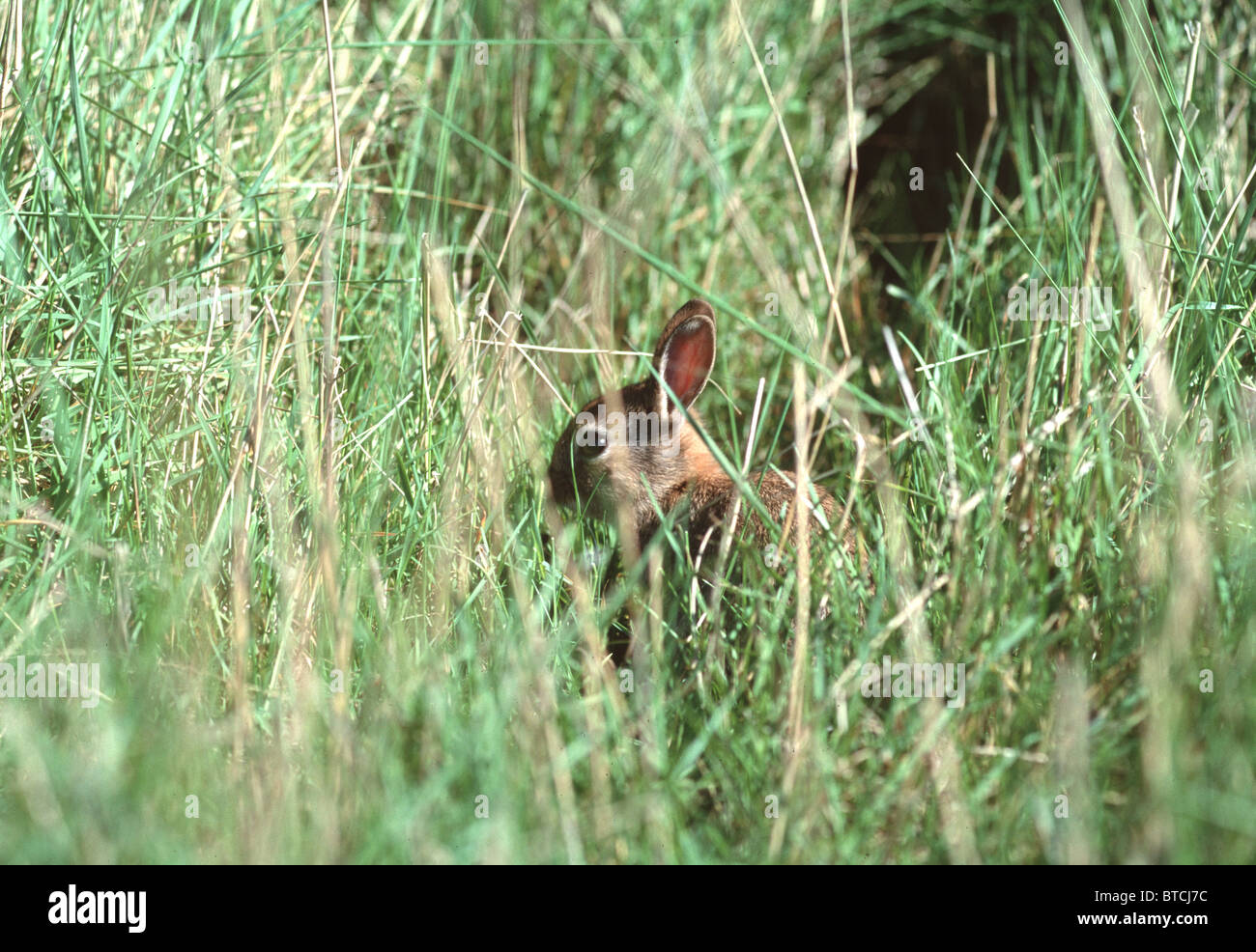 Baby Rabbit in a run Stock Photo - Alamy