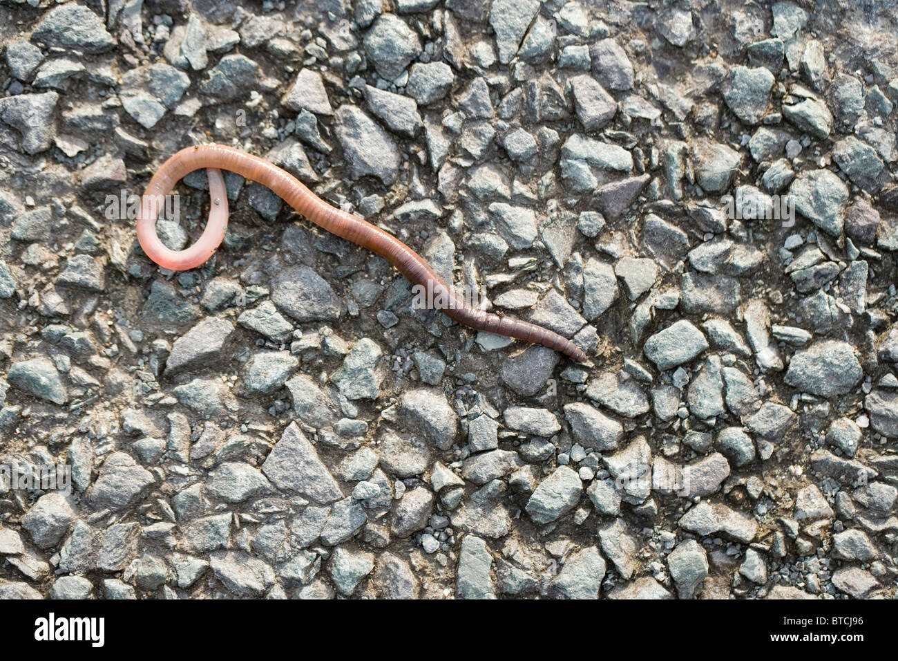 Earthworm (Lumbricus sp.)  On road surface after rainfall. Stock Photo