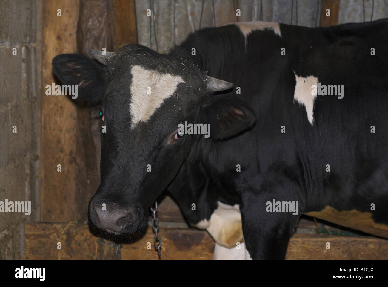 Close-up of sad looking calf in cattle shed Stock Photo