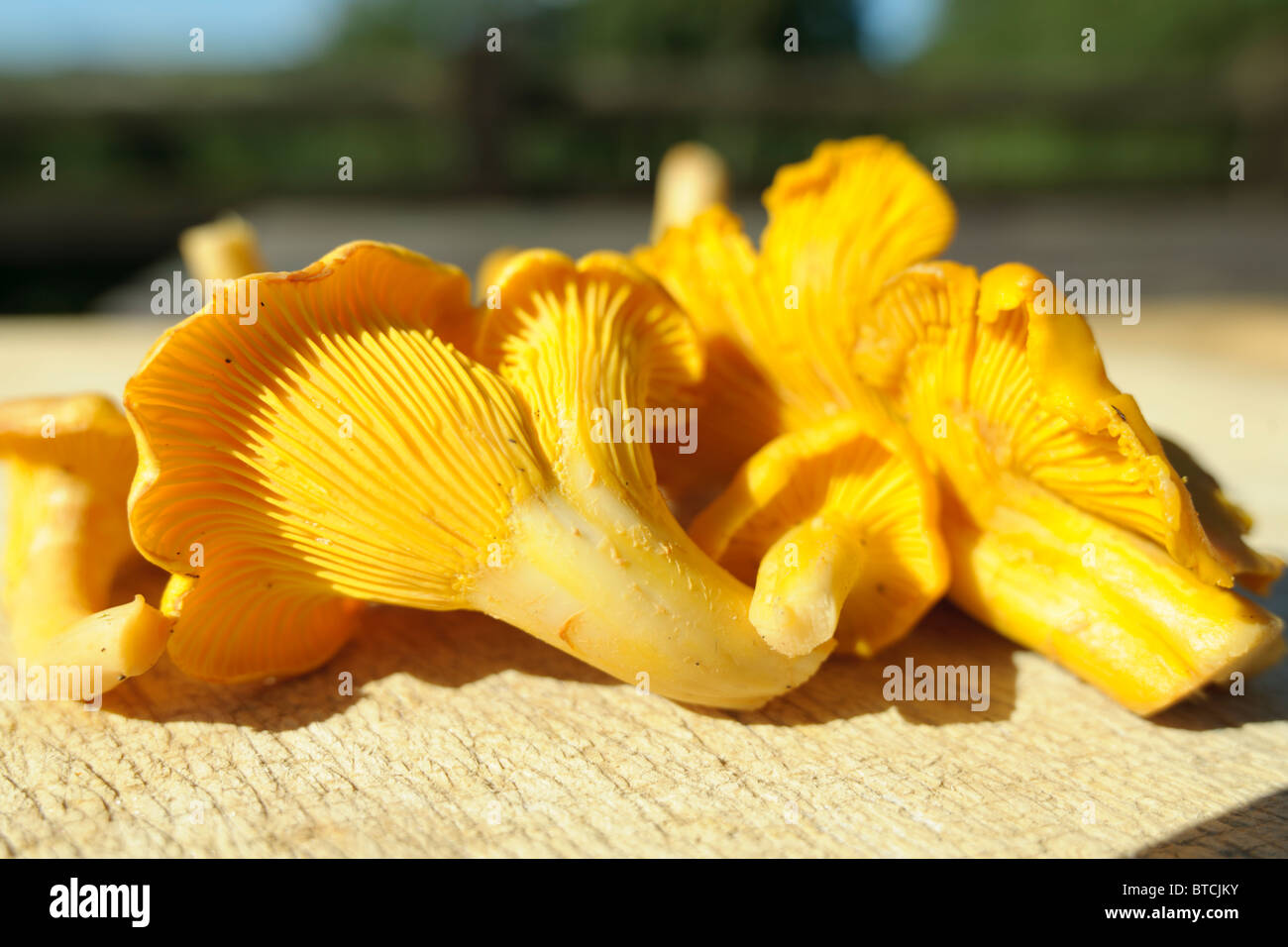 Chanterelle fungi on chopping board Stock Photo