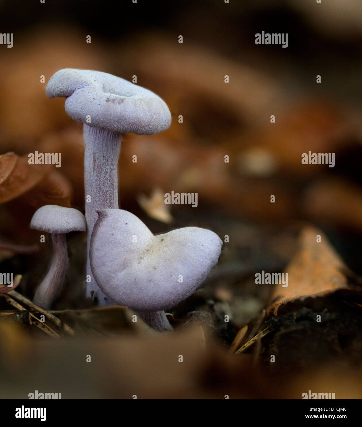Amethyst Deceiver mushroom (Laccaria amethystea), an edible mushroom that mainly grows in beech leaf litter. Stock Photo
