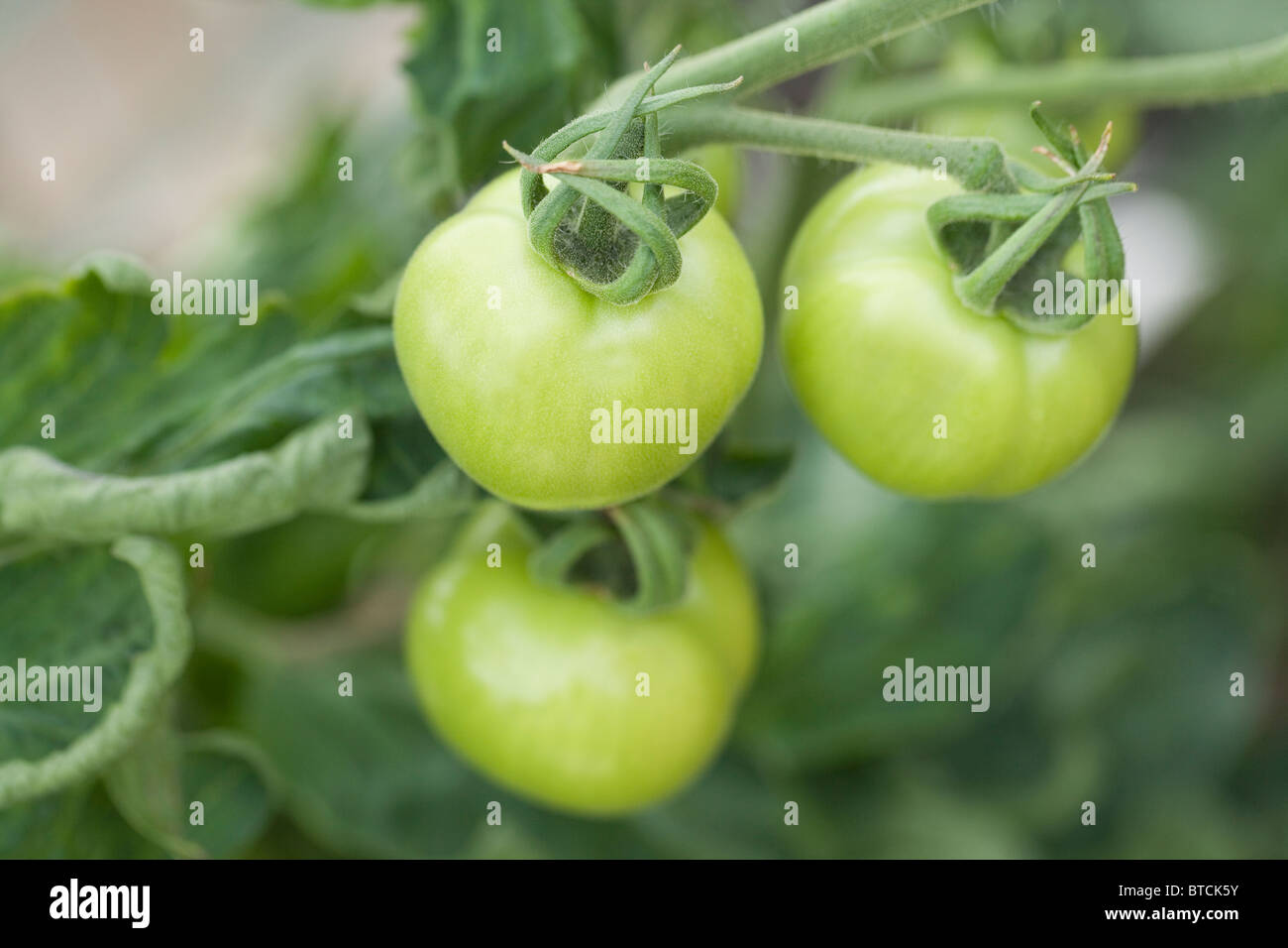 Green, unripe, Tomato fruits (Solanum lycopersicum). Stock Photo