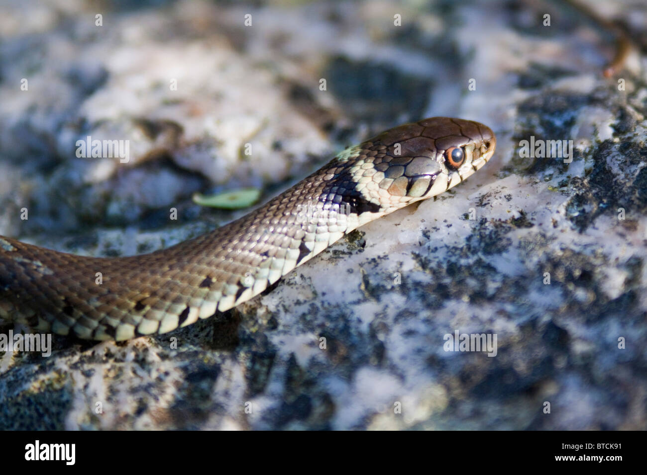 Grass snake (Natrix natrix) on stone garden in Wales UK. head and